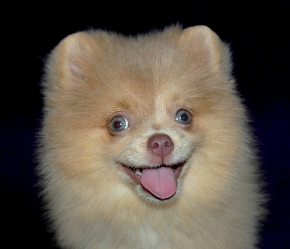 blue eyed pomeranian