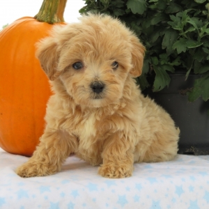 orange maltipoo