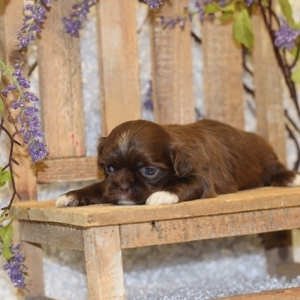 boxer shih tzu puppies