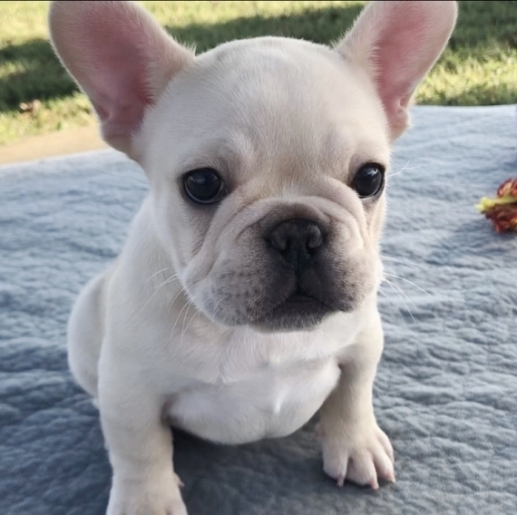 ava puppy large breed