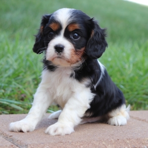 Fancy King German Shepherd Puppies For Sale In Oklahoma Photos