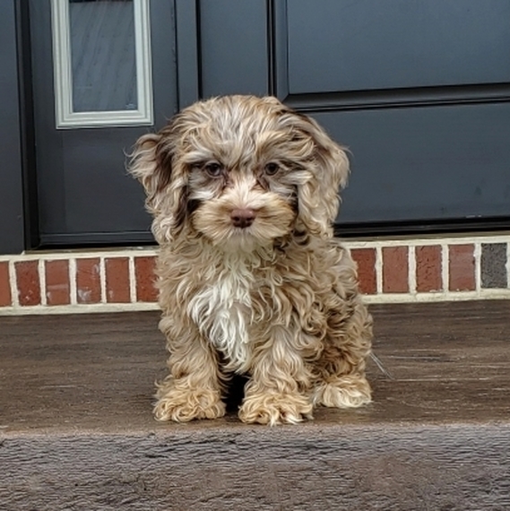 chocolate and tan cockapoo