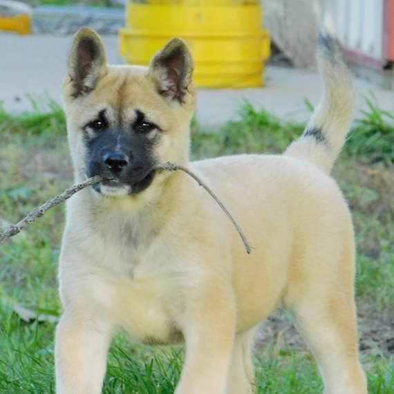 fawn akita puppy