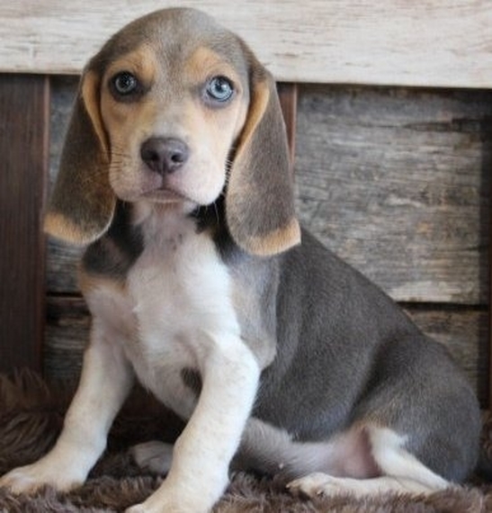 beagle teddy