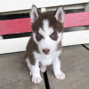 puppyspot husky