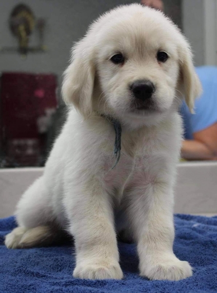 ava puppy large breed