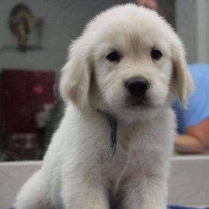 ava puppy medium breed