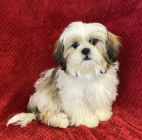 puppyspot shih tzu
