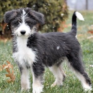 siberpoo puppies for sale