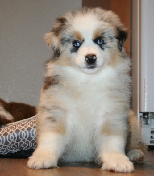 4 clovers mini aussies