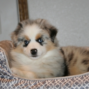 4 clovers mini aussies