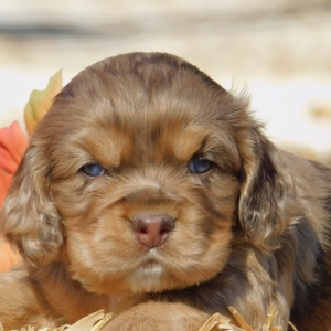 13 week old cocker spaniel puppy