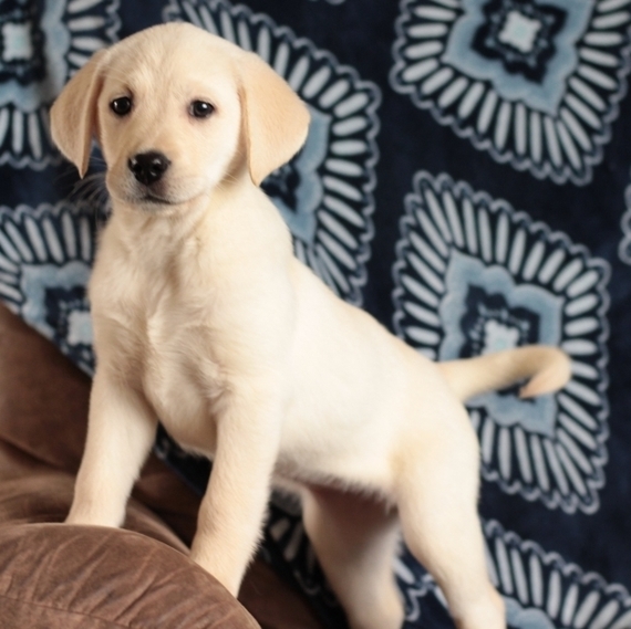 Amber A English Cream Female Labrador Retriever Puppy 623695 Puppyspot