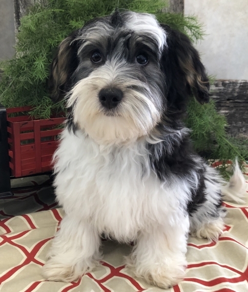 vca black mountain animal hospital