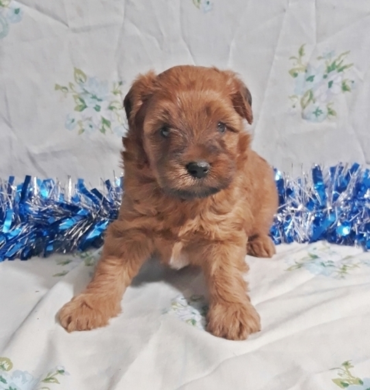 whoodle for sale near me