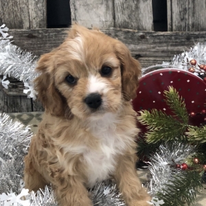 cavapoo ornament