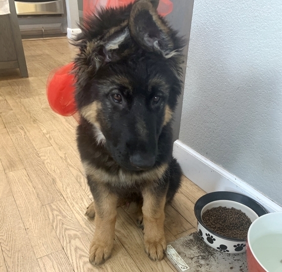 bear german shepherd