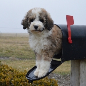 baby bernedoodle