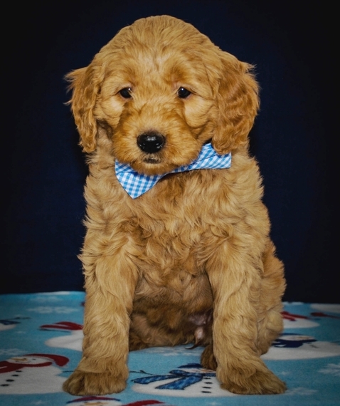 ava puppy large breed