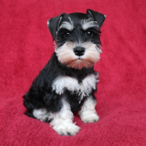 Kennedy A Black Silver Female Miniature Schnauzer Puppy 628265 Puppyspot