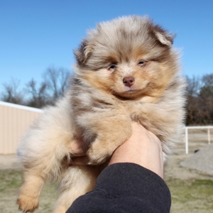 chocolate merle pomeranian puppies for sale