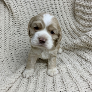 Schroeder Cocker Spaniel Puppy 629455 Puppyspot