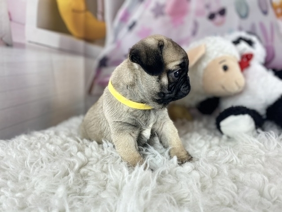 chubby puppies pug