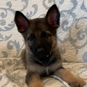 Stella A Sable Female German Shepherd Dog Puppy 632115 Puppyspot