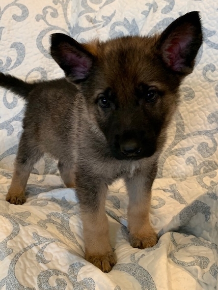 Stella A Sable Female German Shepherd Dog Puppy 632115 Puppyspot