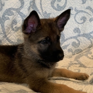 Stella A Sable Female German Shepherd Dog Puppy 632115 Puppyspot