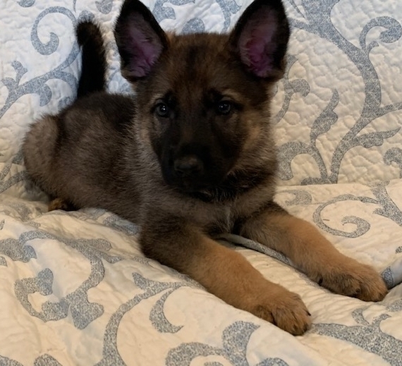 Stella A Sable Female German Shepherd Dog Puppy 632115 Puppyspot