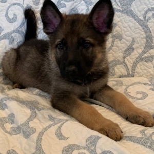 Stella A Sable Female German Shepherd Dog Puppy 632115 Puppyspot