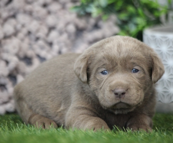 Camille Labrador Retriever Puppy 632245 Puppyspot Camille Labrador Retriever Puppy 632245