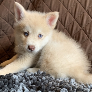 cream pomsky