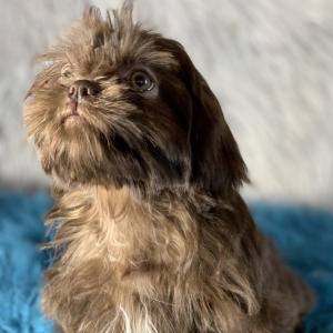 puppyspot shih tzu