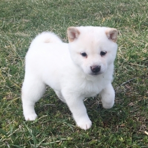 cream shiba puppy