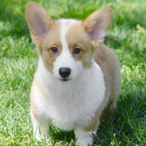 Walter A Red Male Pembroke Welsh Corgi Puppy 632745 Puppyspot
