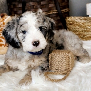 sheepadoodle puppy finder