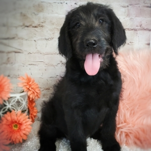 flat haired labradoodle