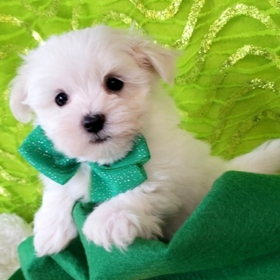 puppyspot maltese