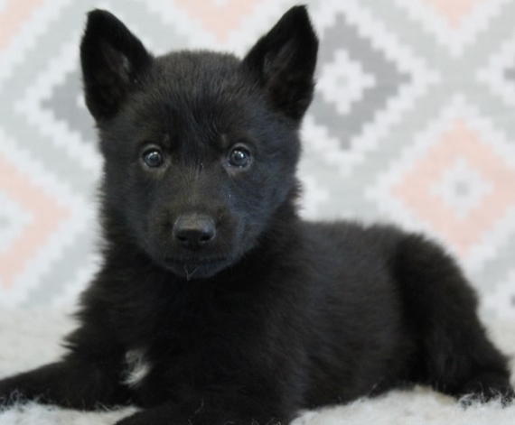 dark german shepherd