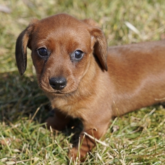 Ruby Dachshund Puppy 636145 PuppySpot