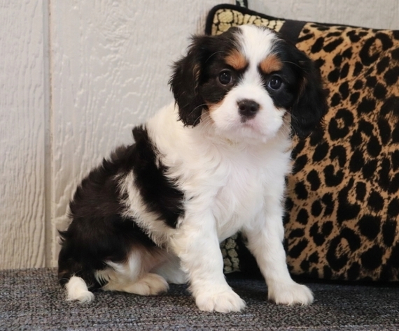 puppyspot cavalier king charles spaniel