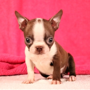 tara's boston terriers