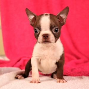 tara's boston terriers