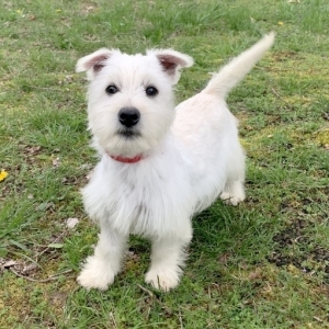 north highland terrier