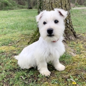 north highland terrier