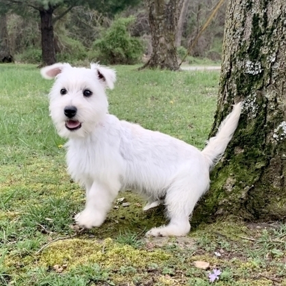 north highland terrier
