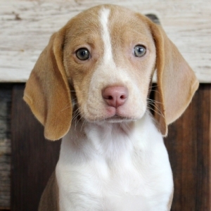 ava puppy medium breed