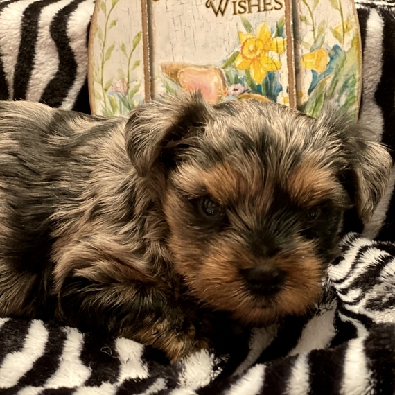 yorkshire terrier merle